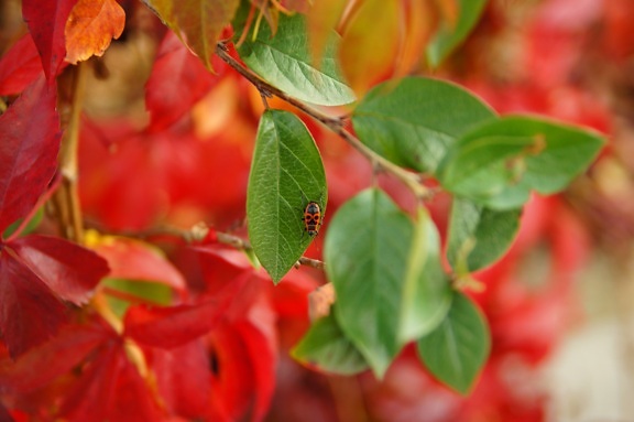 red bug, tiny insect, green leaf