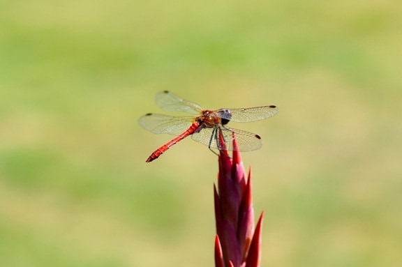 rojo, libélula, insecto, alas, flor roja