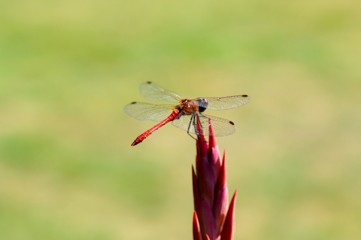 vermelho, flor de asas vermelhas, libélula, inseto,