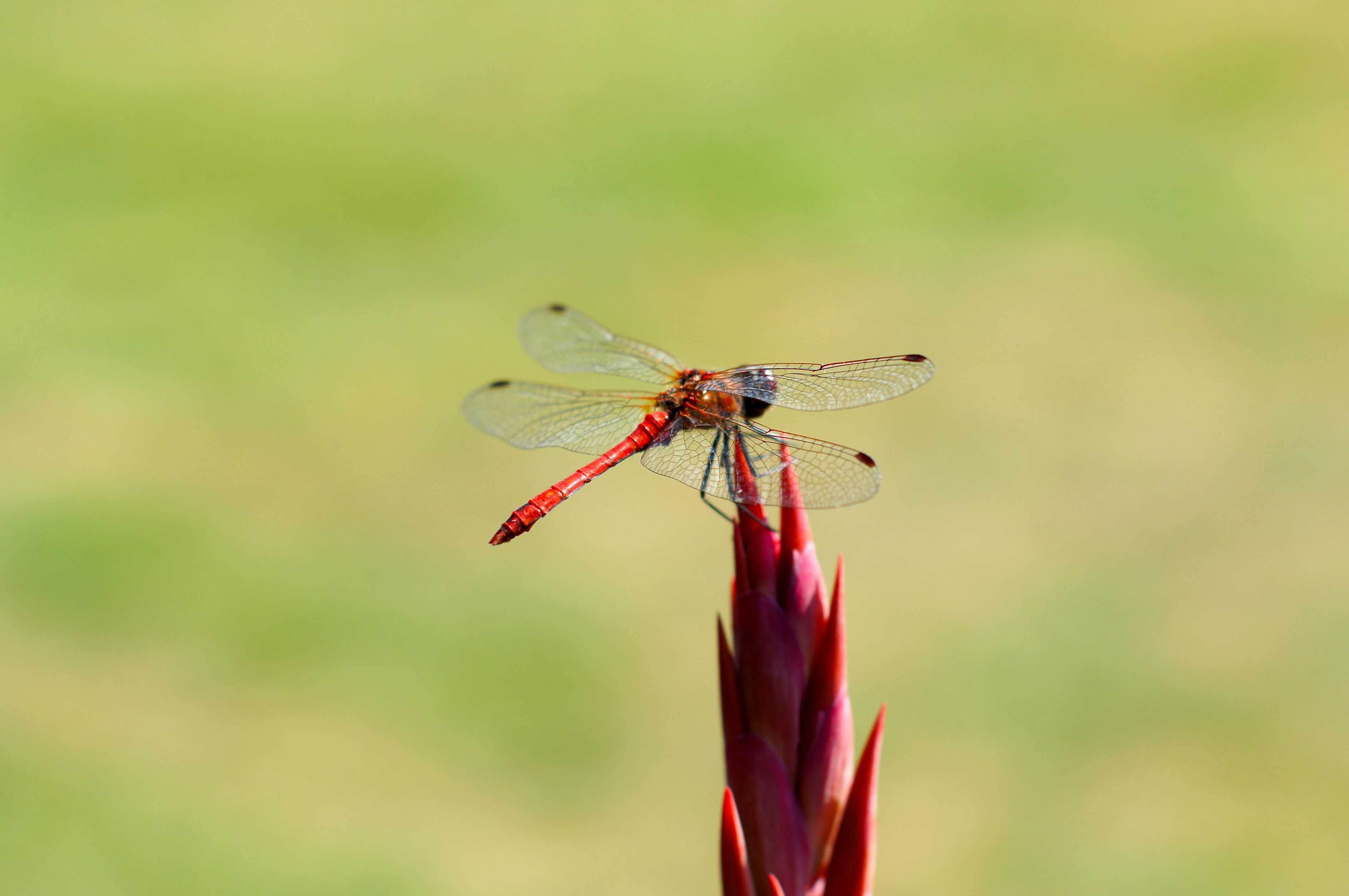 红色, 蜻蜓, 昆虫, 翅膀, 红色的花朵