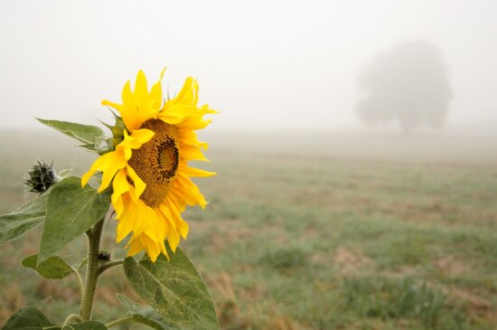 sunflower, foggy day, crops, agriculture