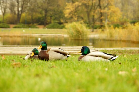 three wild ducks, birds, waterflowl, grass