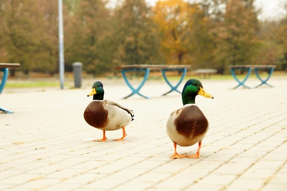 two ducks, birds, walking, urban, sidewalk