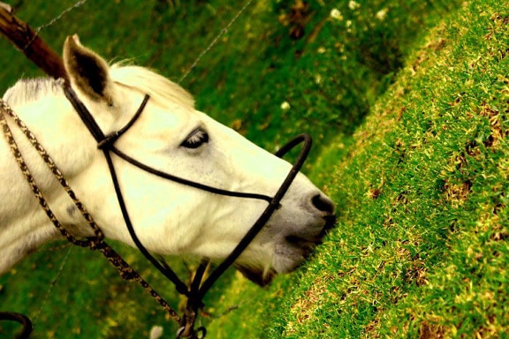 white horse, grazing, animal