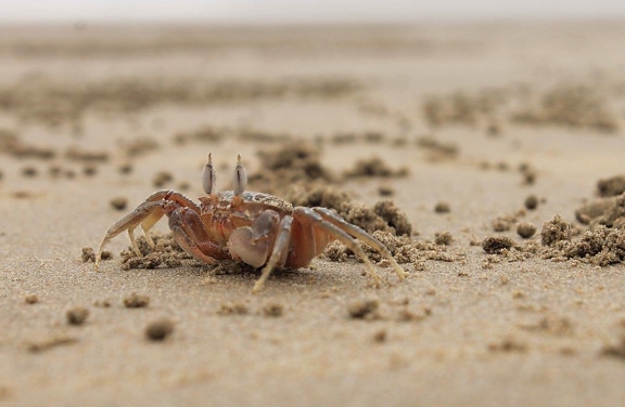 krabbe, stranden, sand, dyr