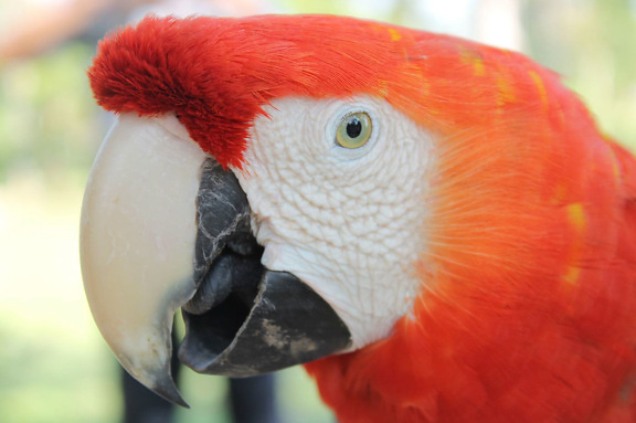 Папагал ара, портрет, главата, червени пера, клюн, птица