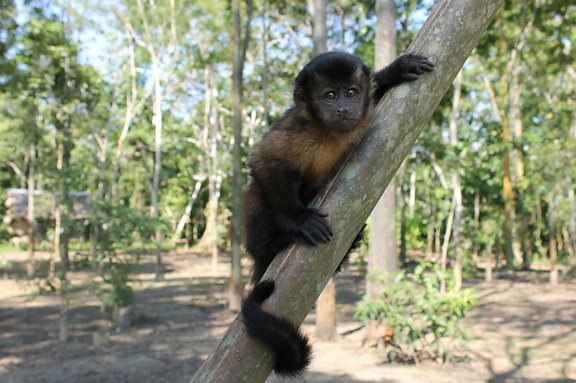 macaco, animal, árvore de floresta tropical,