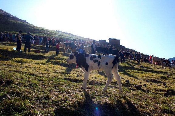 vaca, fiesta tradicional, gente, muchedumbre, campo