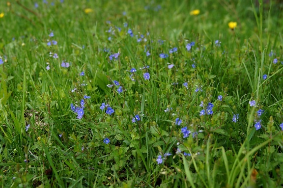 blue, flowers, flora, petals, bloom, meadow