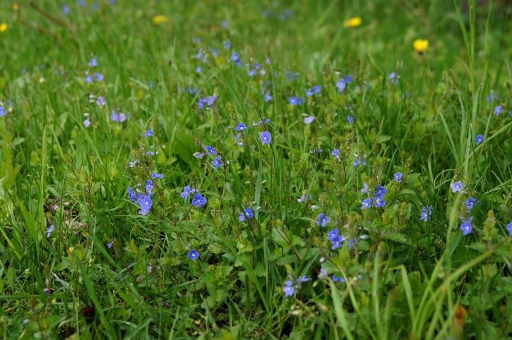 azul, flores, flora, pétalos, floración, prado