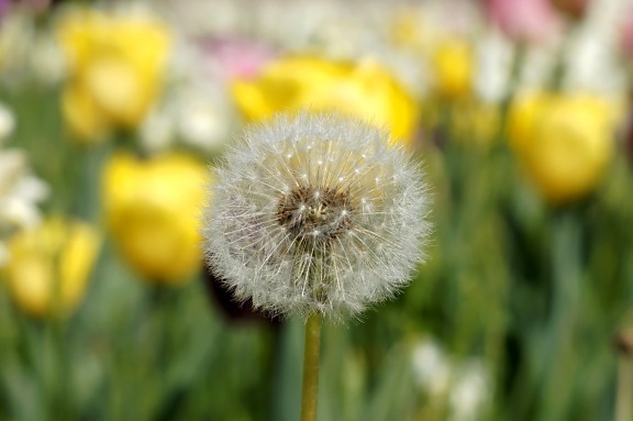 Dandelion, flower, seed, flora, vegetation, spring time, meadow