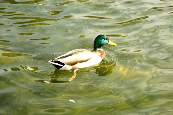 domestic duck, lake, sunshine, water
