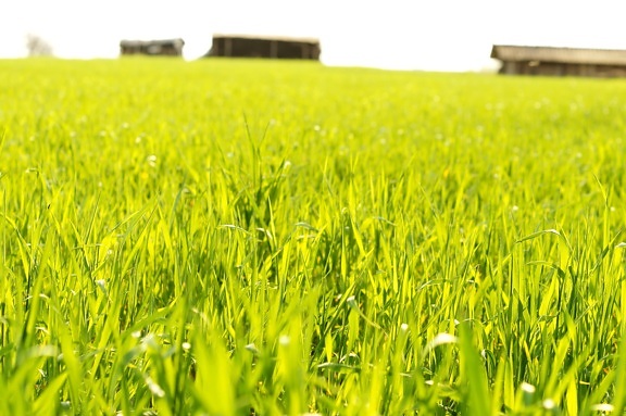 Getreidefeld, Frühling, Getreide, Landwirtschaft