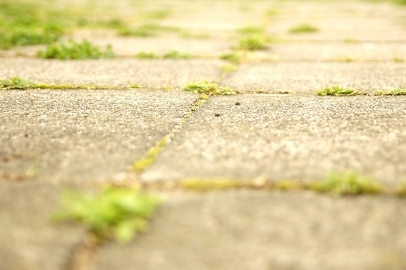 herbe qui pousse, la chaussée, trottoir, zone urbaine