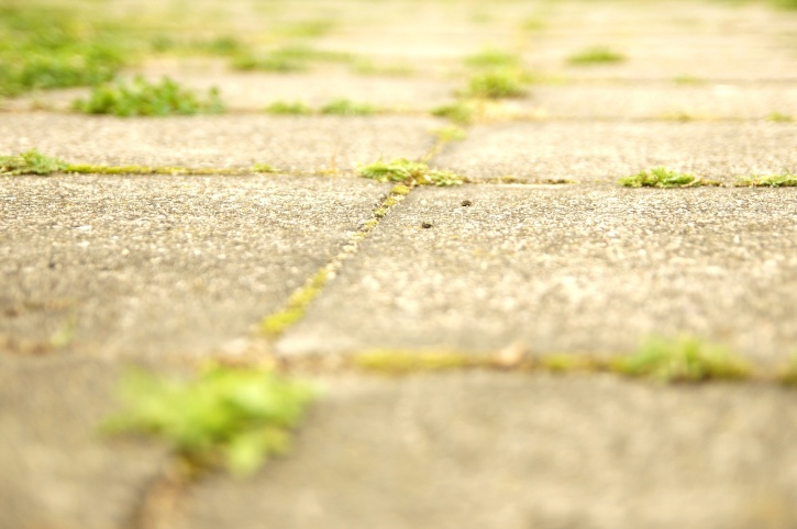 herbe qui pousse, la chaussée, trottoir, zone urbaine