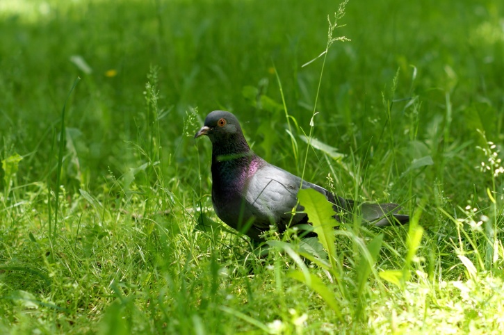 grey pigeon, bird, green grass