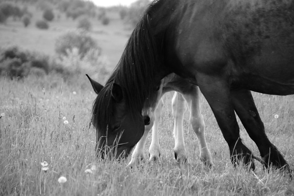 horse, eating grass, animal, farmland, black horse