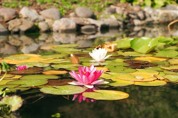 water lily, lilies, lotus, white, pink petals, flowers, water lilies, lake, garden