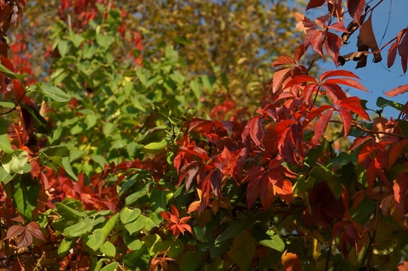 різнокольорові листя, осінь
