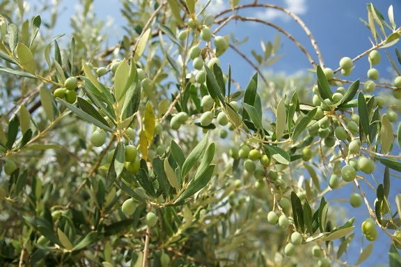olivträdet, olivolja blad, gröna blad