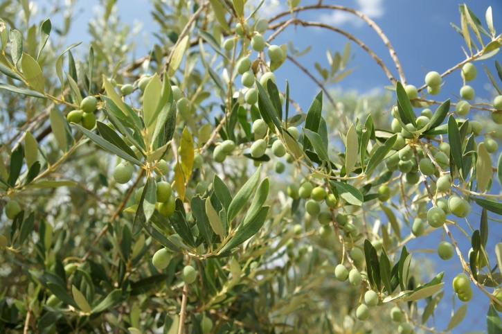 Olivenbaum, Olivenblätter, grüne Blätter