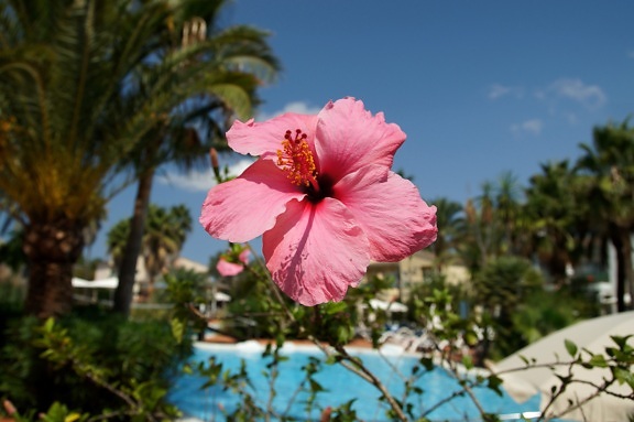 flori roz, piscina, ora de vară, petale, vegetaţie