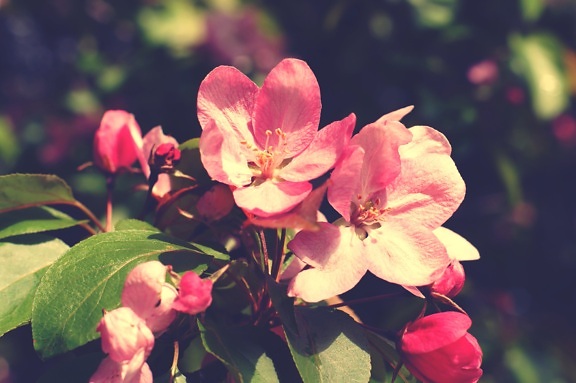 рожеві квіти флори, пелюстки, цвітіння, гілки, садові