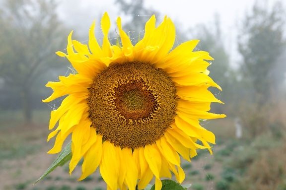 solsikke, blomst, gule kronblade, landbrug