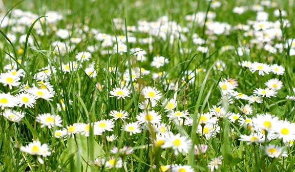 white flowers, field, summer, green grasss, daisies, grass