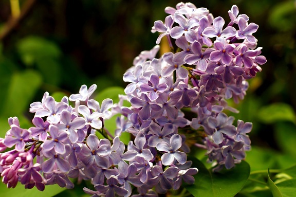 фиолетовый, лепестки, Весна, растительности, сирень, Буш, цветы, кустарник,