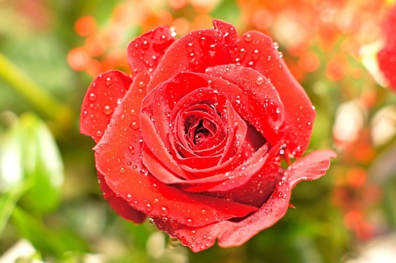 röd ros, vattendroppar, kronblad, blomma, trädgård