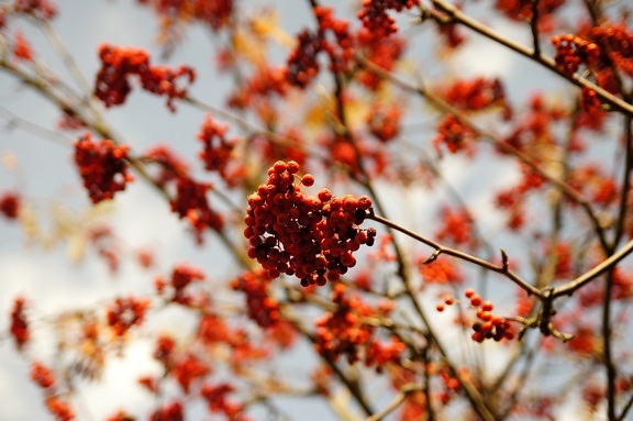red, berries, tree, branches