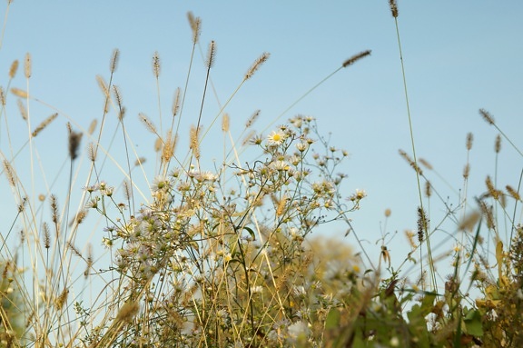 vadon élő Kamilla fű, fű, nyári