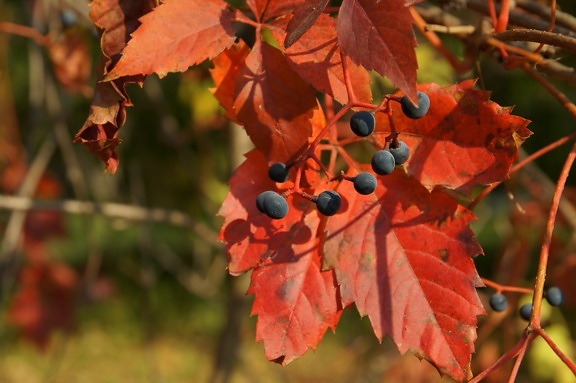 Wild druif, rode bladeren, vruchten, herfst