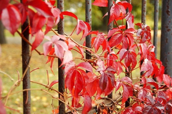 wild grapes, red leaves, metal fence
