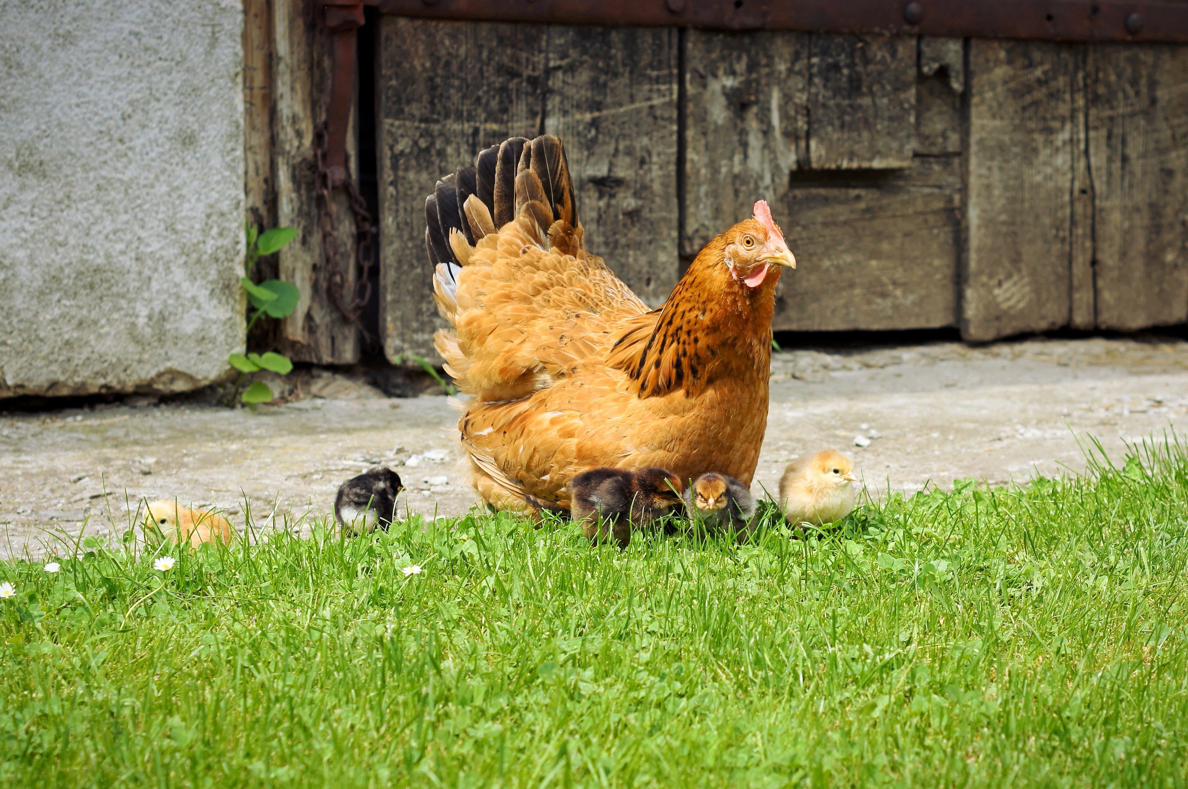 Kostenlose Bild: Henne, Huhn, Vögel, Küken, Gras, Hinterhof