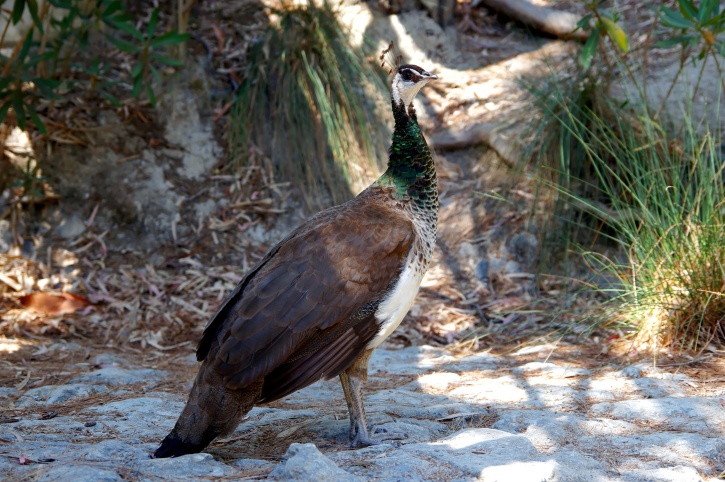 Indiase Pauw, vrouwelijke peacock vogel, dier