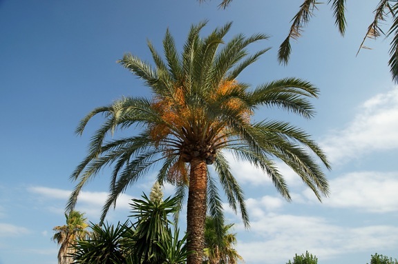 Palm träd, växter, träd, vegetation, sommartid