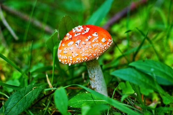 il veleno dei funghi, funghi rosso, fungo