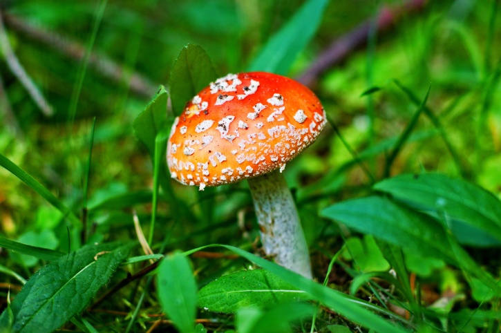 ядовитый гриб, красный гриб, грибы