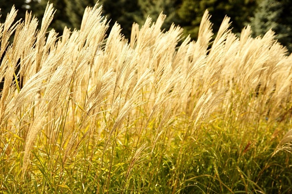 リード、草、夏の時間、乾燥草
