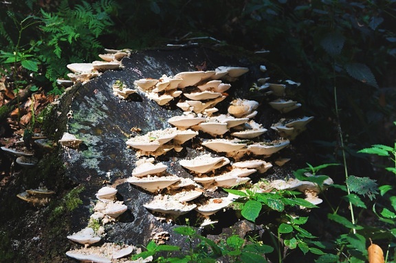 champignons blancs, coupés, tronc d'arbre, forêt