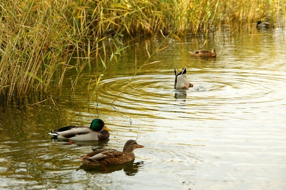 wild ducks, birds, animals, floating, lake