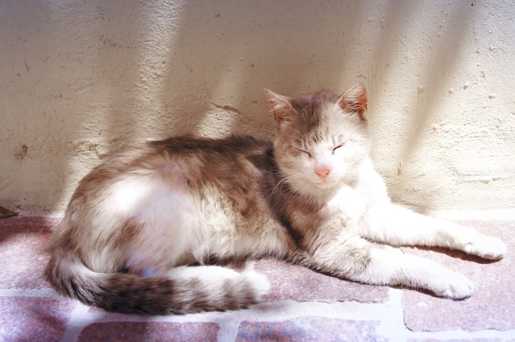 νεαρή γάτα, κατοικίδιο ζώο, γατάκι, στον ύπνο, έξω, ακτίνες του ήλιου