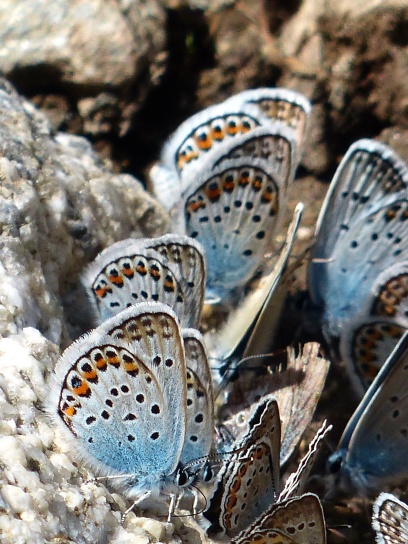 mariposa azul, roca, insectos