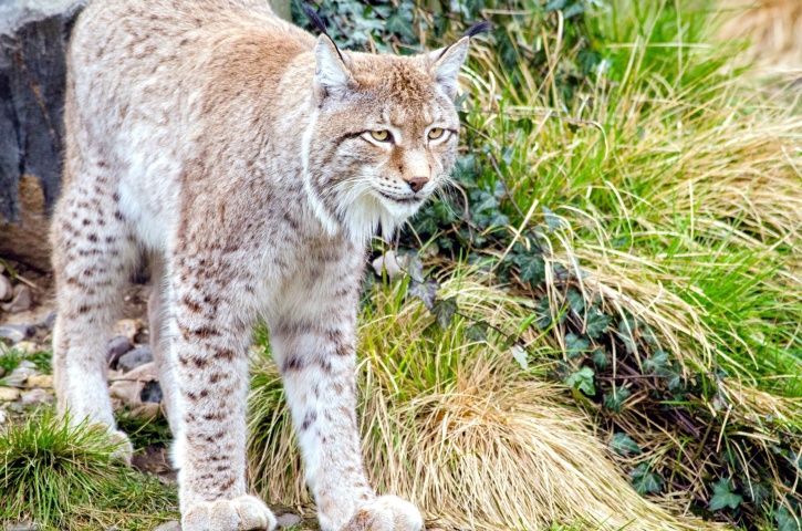 Lynx, zvierat, mäsožravec, wild, animal, voľne žijúcich živočíchov