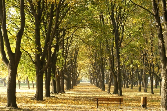 avenue, trees, autumn, forest path, garden, urban area, forest