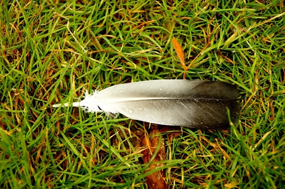 duck feather, lying down, grass