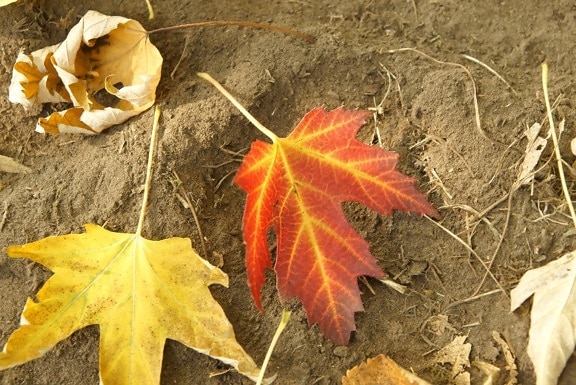 red leaf, yellow leaf, ground, autumn