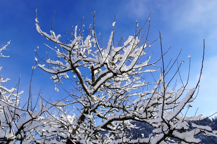 snow, snowflakes, branches, trees